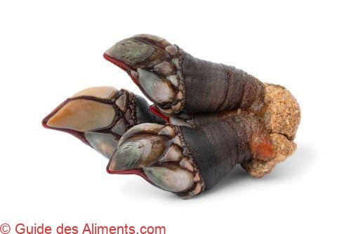 Pouce-pied