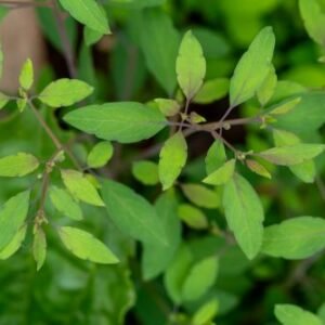 Porophyllum ruderale