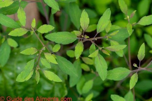 Porophyllum ruderale
