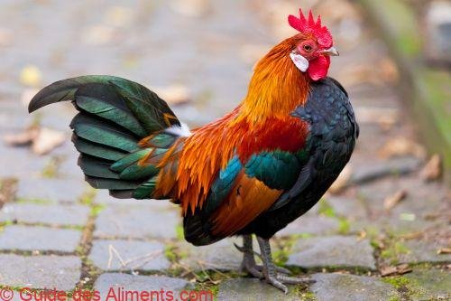 coq