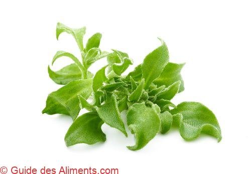 ficoïde glaciale (Mesembryanthemum crystallinum) ou Gros-pourpier