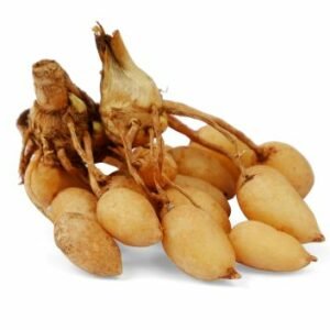 zédoaire (Curcuma zedoaria)