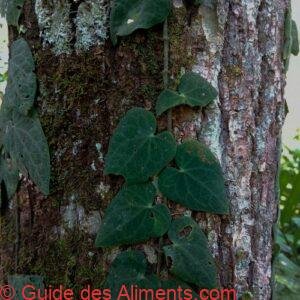 Piper ribesioides