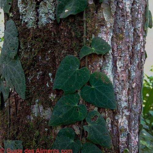 Piper ribesioides