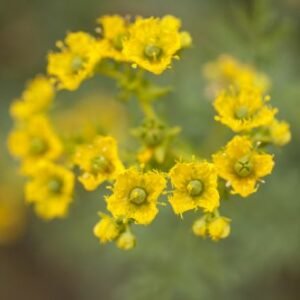 Rue de Chalep (Ruta chalepensis)