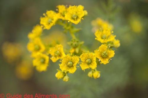 Rue de Chalep (Ruta chalepensis)