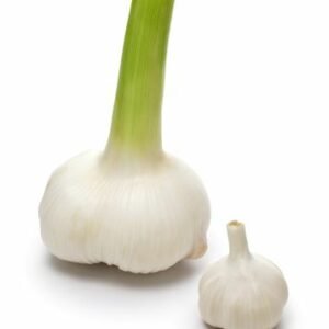 ail éléphant ( Allium ampeloprasum var. ampeloprasum )