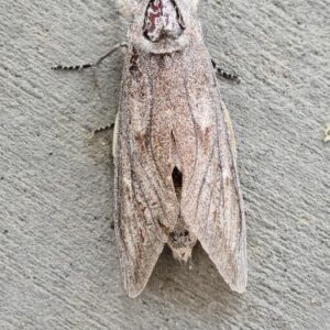 Bogong (Agrotis infusa)