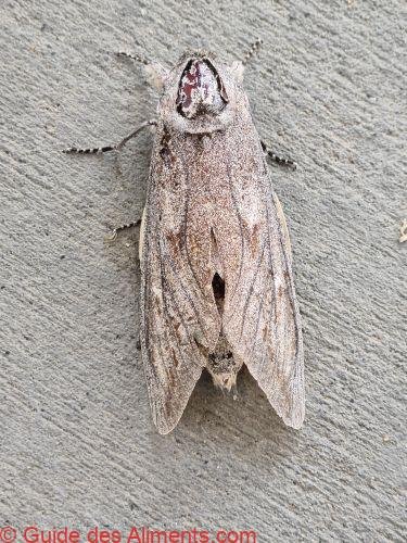 Bogong (Agrotis infusa)