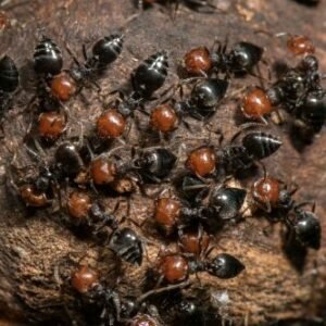 Honeypot ants