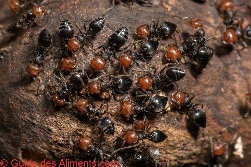 Honeypot ants