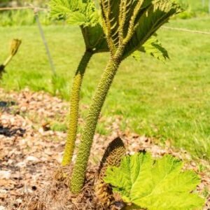 Nalca (Gunnera tinctoria) ou Pangue