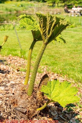 Nalca (Gunnera tinctoria) ou Pangue