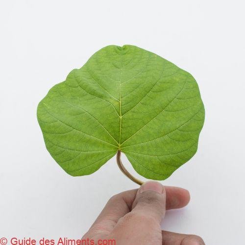 Piper auritum