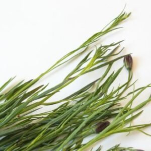Porophyllum linaria