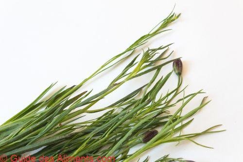 Porophyllum linaria