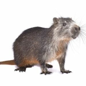 Rat poilu ou Hutia cubain (Capromys pilorides)