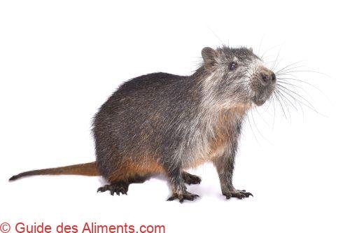 Rat poilu ou Hutia cubain (Capromys pilorides)