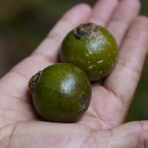 palma corojo ( Acrocomia crispa)