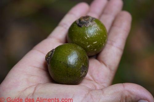 palma corojo ( Acrocomia crispa)