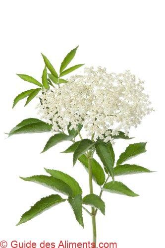 fleurs de sureau