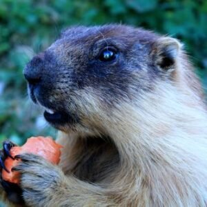 marmotte de Sibérie (Marmota sibirica)