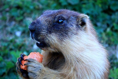 marmotte de Sibérie (Marmota sibirica)