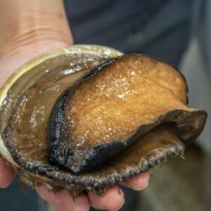 ormeau &agrave; l&egrave;vres noire, Haliotis rubra