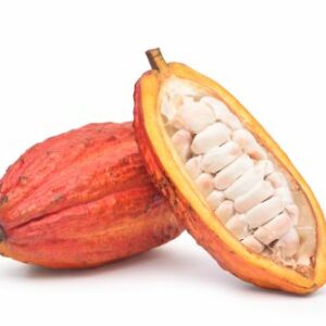 Cacao Criollo
