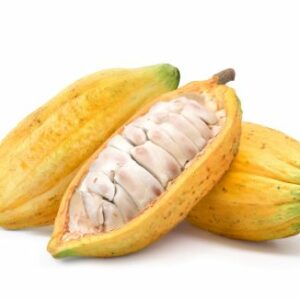 Cacao forastero