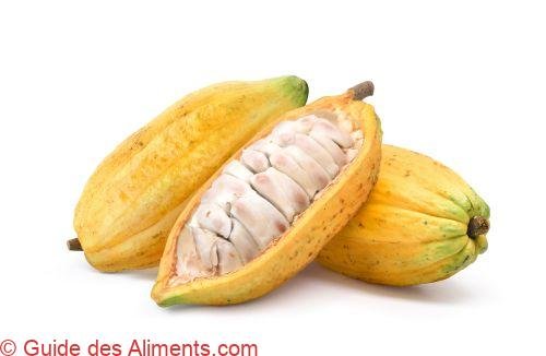 Cacao forastero
