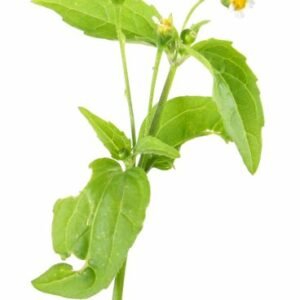 Galinsoga parviflora