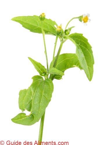Galinsoga parviflora