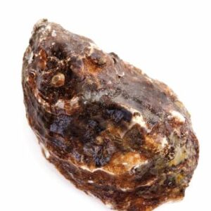 Hu&icirc;tre de l'&icirc;le de Sylt