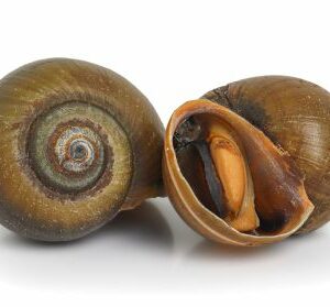escargot-pomme (Pomacea canaliculata)