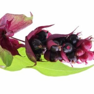 fruits de l’arbre aux faisans (Leycesteria formosa)