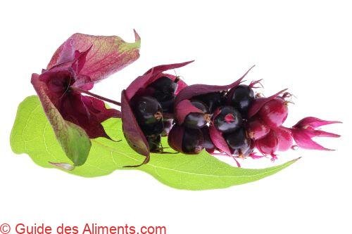 fruits de l’arbre aux faisans (Leycesteria formosa)