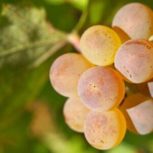 Bourgogne aligot&eacute;