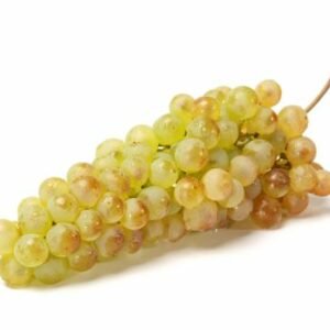 Chasselas