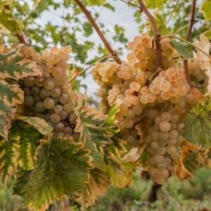 Chasselas blancs