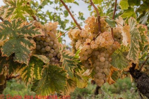 Chasselas blancs