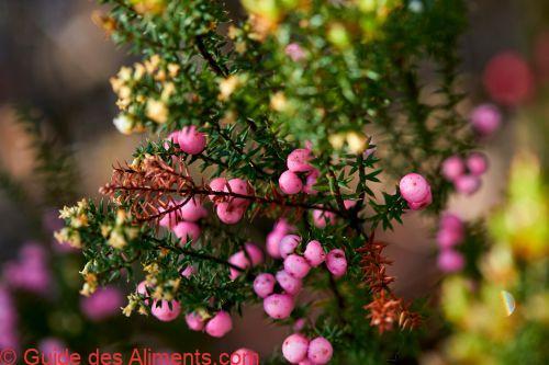 Leptecophylla juniperina