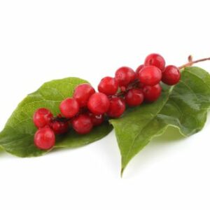 Schisandra chinensis