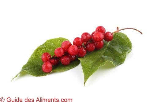 Schisandra chinensis