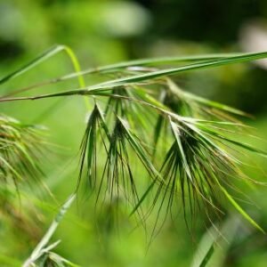 Themeda triandra