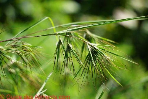 Themeda triandra