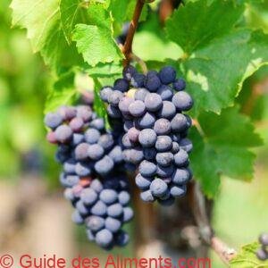 Gamay