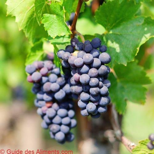 Gamay