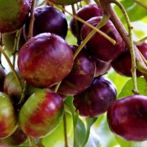 Prune de Burdekin
