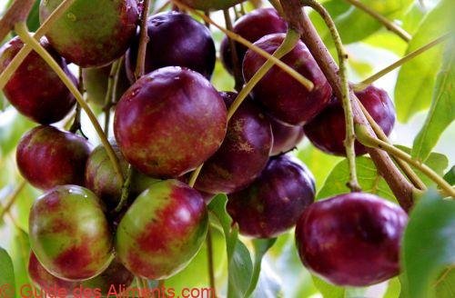 Prune de Burdekin